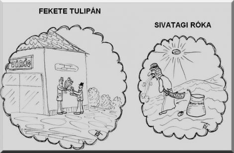 015_a_fekete_tulipan.jpg