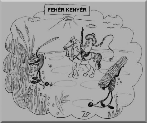 022_feher_kenyer.jpg